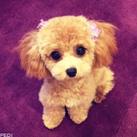 フレアちゃん