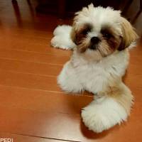 ゆうきくん