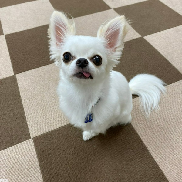 ちいこちゃん