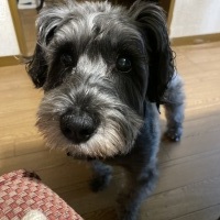バルクくん