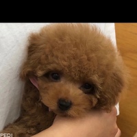 ディアちゃん