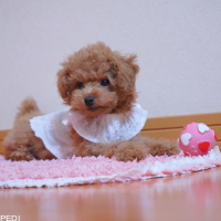 locoちゃん