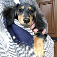 こむぎちゃん
