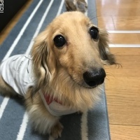 コナちゃん
