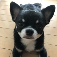 コロ助くん