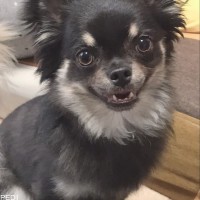 りくくん
