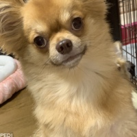 こむぎくん