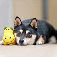 ふくくん