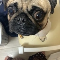 ラブちゃん