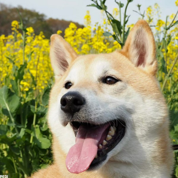 スバルくん