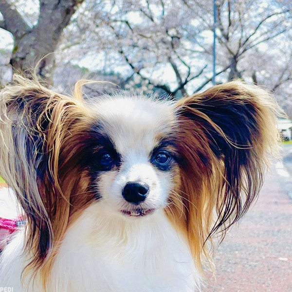 華ちゃん