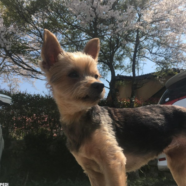 きなこちゃん