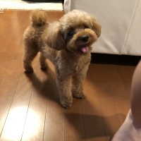 ぽぽちゃん