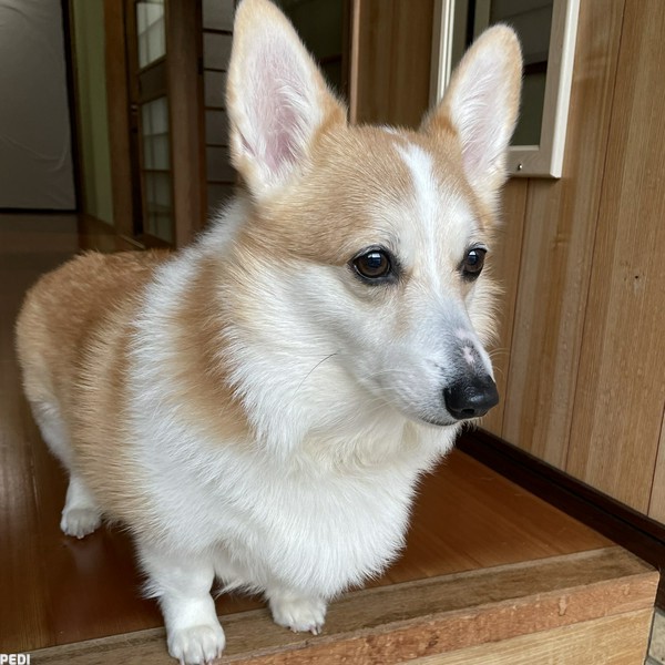 モモちゃん