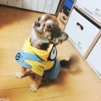 ちっぷくん