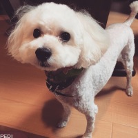 ジョージくん