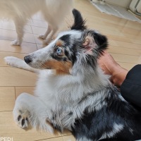 エヴァちゃん