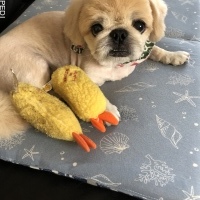 小芋くん
