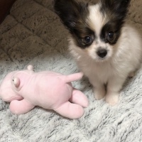 ひまわりちゃん