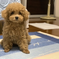 Alohaくん