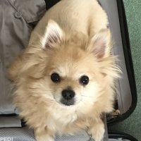 こまりちゃん