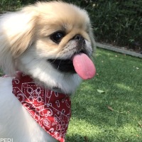 つぼみちゃん