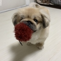 うにちゃん