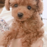 ノワちゃん