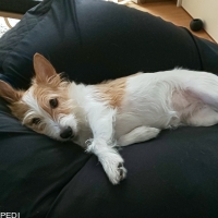 きなこちゃん
