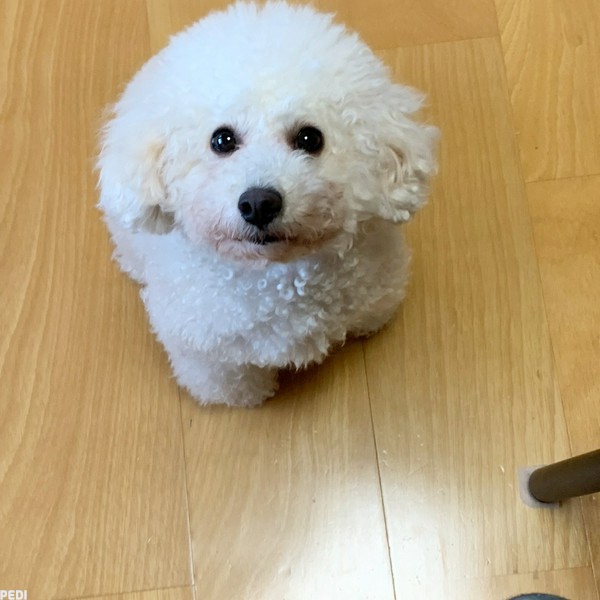 チャイちゃん