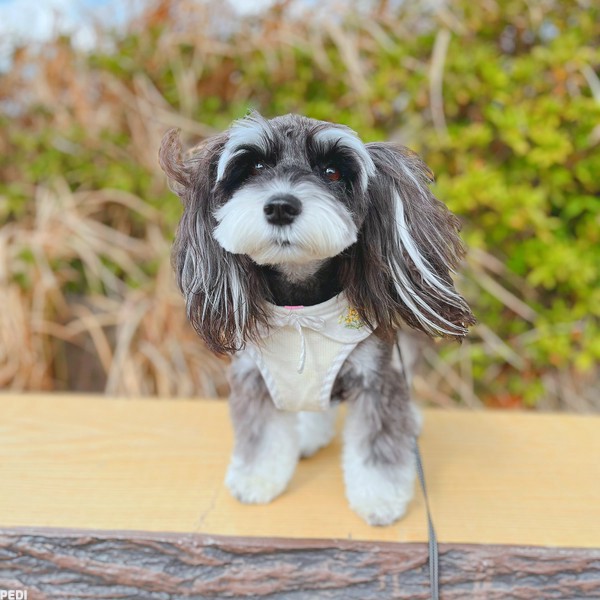 ぽてこちゃん