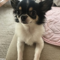 いちごちゃん