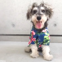 こたまるくん