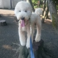 マシューくん