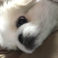 きなこちゃん