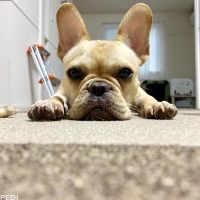 オズくん