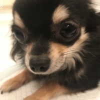 モアちゃん
