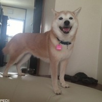 チョビちゃん