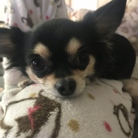 リリちゃん