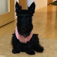 六花ちゃん