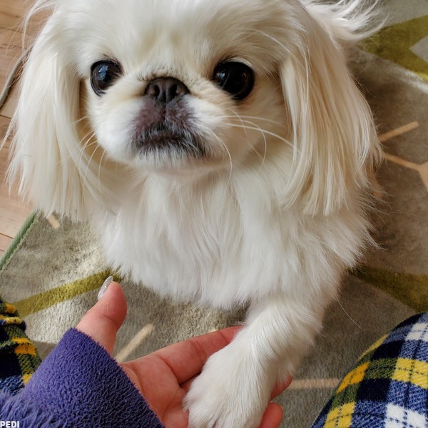 りんりんちゃん