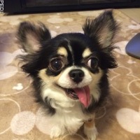 ラムちゃん