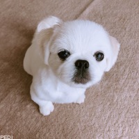 だいふくくん