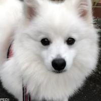 チェリーくん