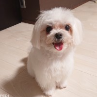 アイクくん