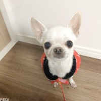 ニコ2ちゃん