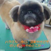 ハラミちゃん