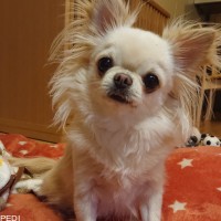 だいずくん