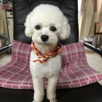ルルちゃん