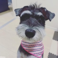 ラッキーちゃん